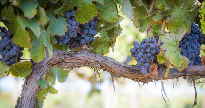 Tudo o Que Você Precisa Saber Sobre a Uva Pinot Noir - Vinsel Vinhos