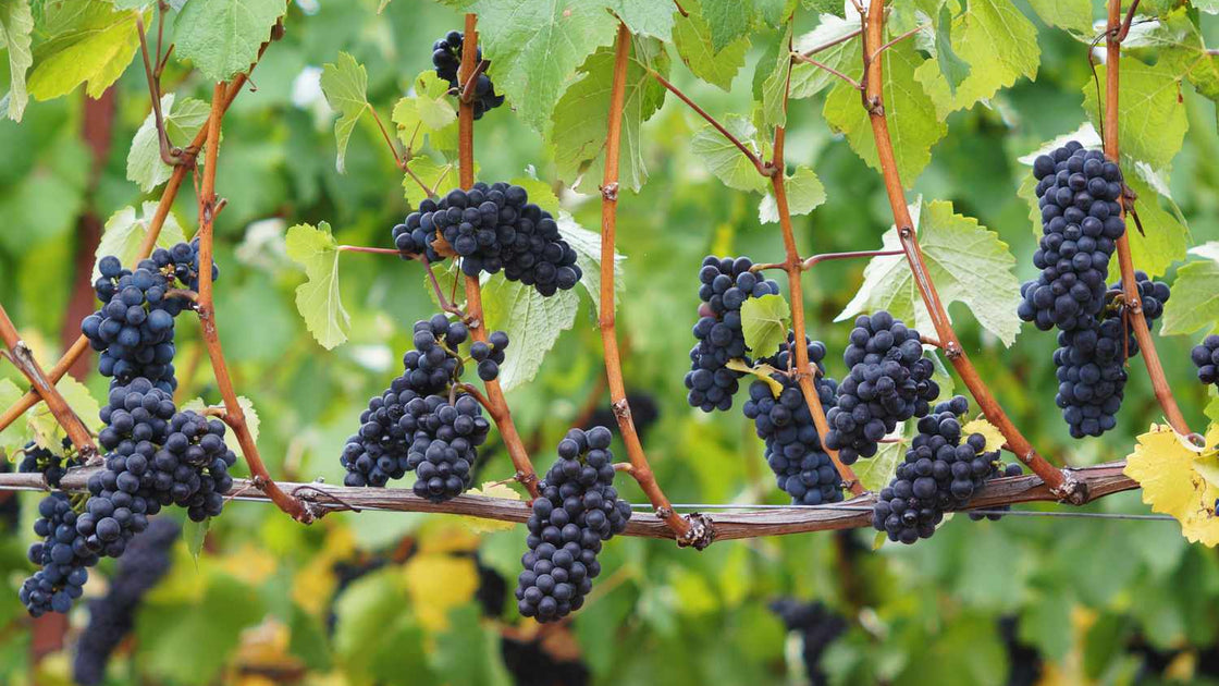 Pinot Noir: A Elegância em Forma de Vinho
