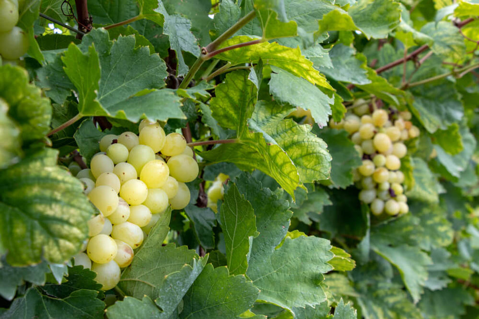 Dia mundial da Moscato: celebrando o vinho doce
