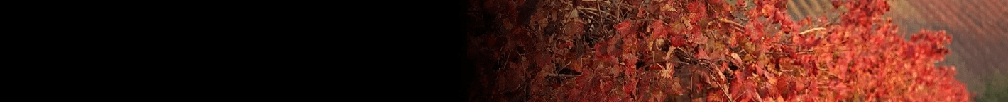 Cavicchioli - Vinsel Vinhos