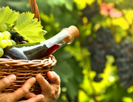 Do vinhedo à taça: como nasce um vinho vegano de verdade