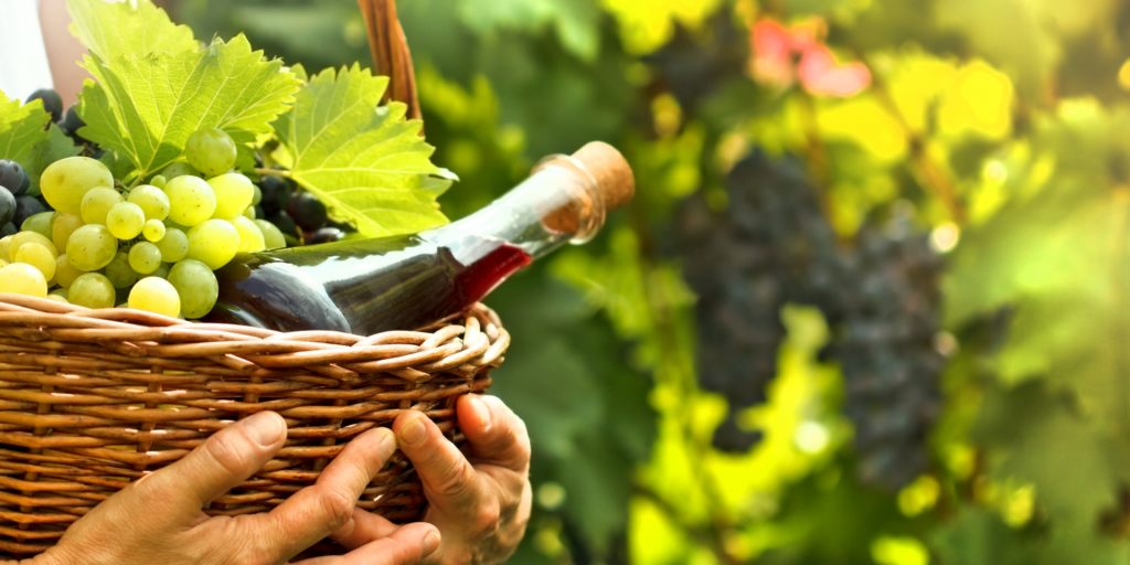 Do vinhedo à taça: como nasce um vinho vegano de verdade