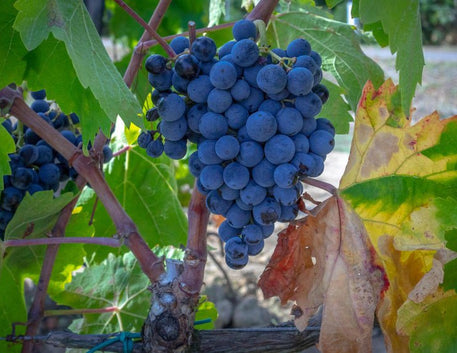 Cabernet Franc Day: Conheça mais sobre essa uva - Vinsel Vinhos