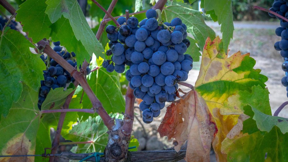 Cabernet Franc Day: Conheça mais sobre essa Uva - Vinsel Vinhos