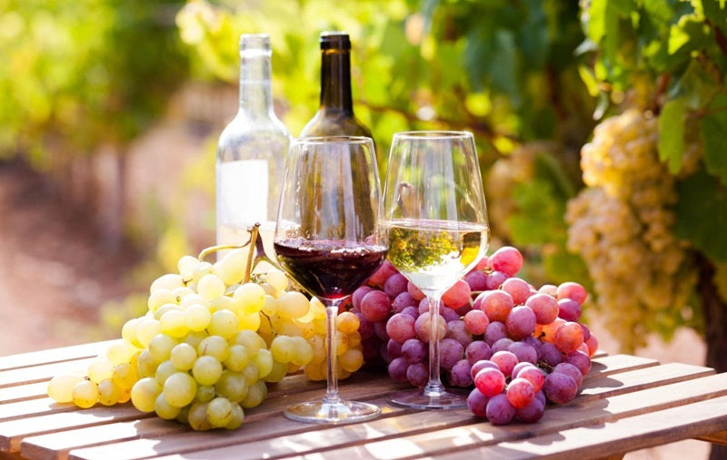 Muito além da uva: o que faz vinhos iguais na origem serem tão diferentes na taça