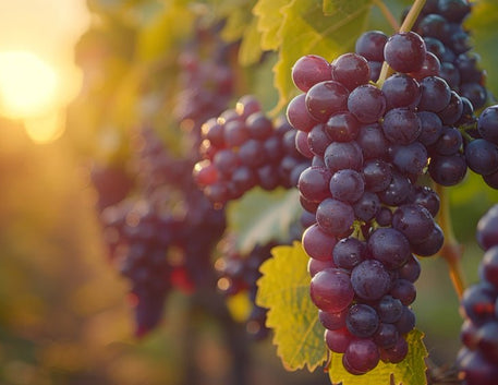 Dia Internacional da Grenache - Vinsel Vinhos