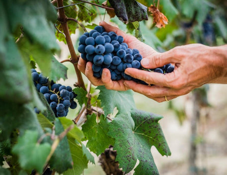 Uva Nebbiolo: Conheça a Rainha das Uvas Italianas - Vinsel Vinhos