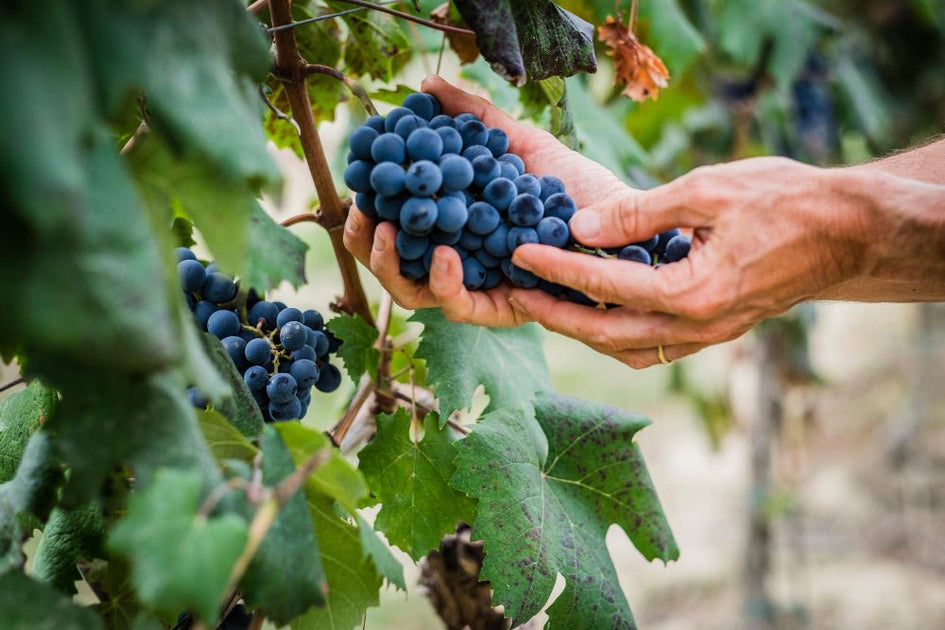 Uva Nebbiolo: Conheça a Rainha das Uvas Italianas - Vinsel Vinhos