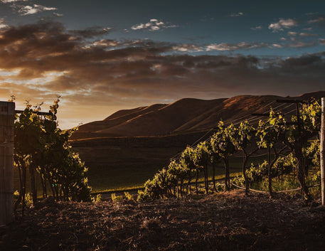 O Processo de Produção do Vinho: Do Vinhedo à Taça