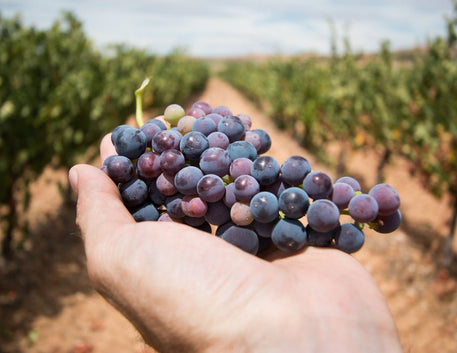 Malbec Orgânico, um segmento que cresce - Vinsel Vinhos