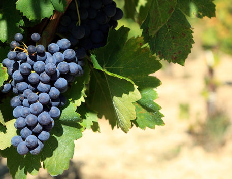 Syrah Day: A uva poderosa e sofisticada - Vinsel Vinhos