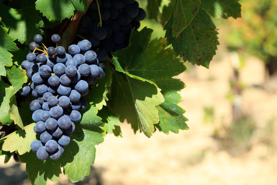 Syrah Day: A uva poderosa e sofisticada - Vinsel Vinhos