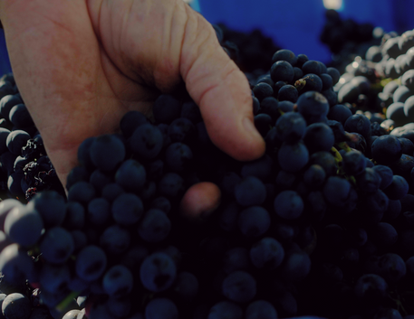 Como o Clima Influencia o Sabor do Vinho: E por que estamos bebendo vinhos diferentes hoje