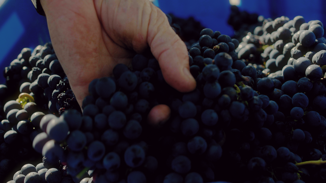 Como o Clima Influencia o Sabor do Vinho: E por que estamos bebendo vinhos diferentes hoje