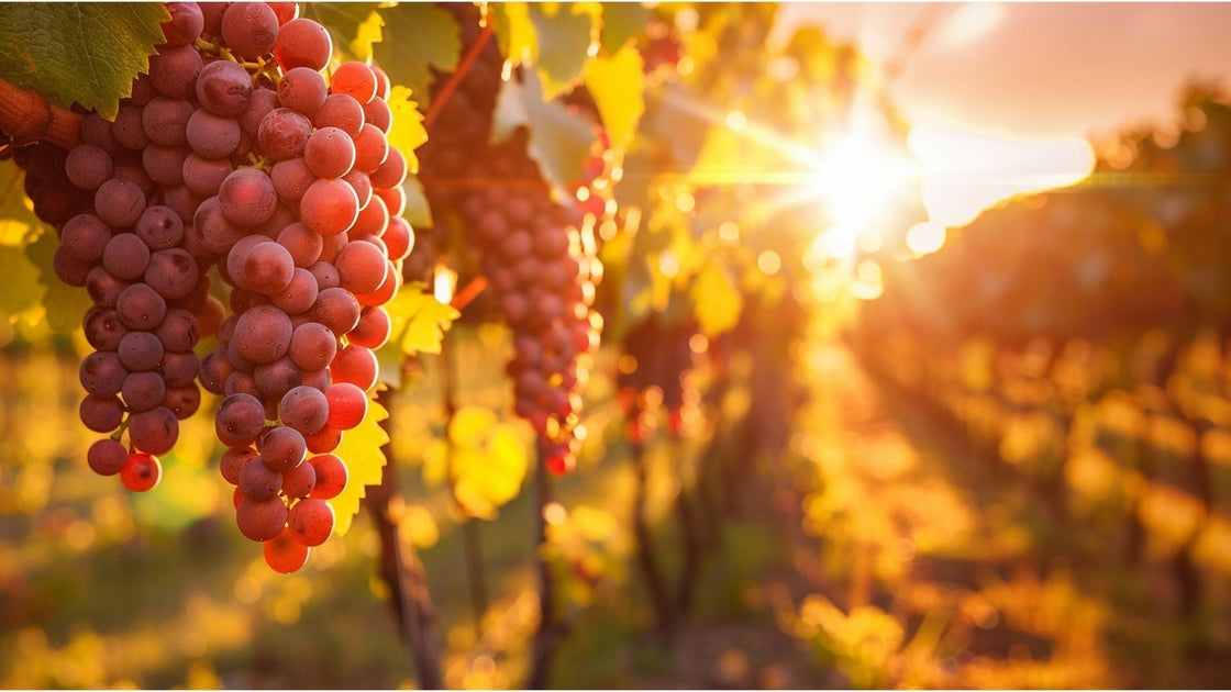 Como o clima influencia a uva e o sabor do vinho
