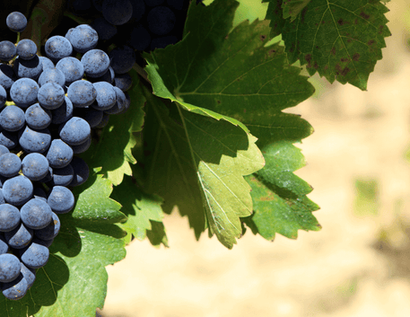 Dia da Uva Merlot: Saiba tudo sobre ela - Vinsel Vinhos
