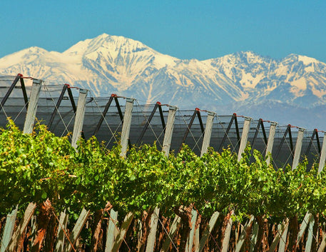 Vinhos Argentinos: Descubra a Paixão em Cada Garrafa - Vinsel Vinhos