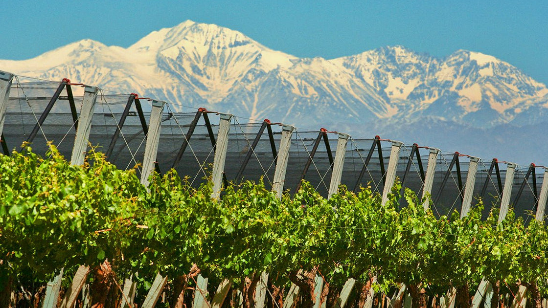 Vinhos Argentinos: Descubra a Paixão em Cada Garrafa - Vinsel Vinhos