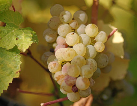 Uva Riesling: História e Importância - Vinsel Vinhos