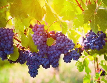 Gamay: A Casta Emblemática de Beaujolais - Vinsel Vinhos