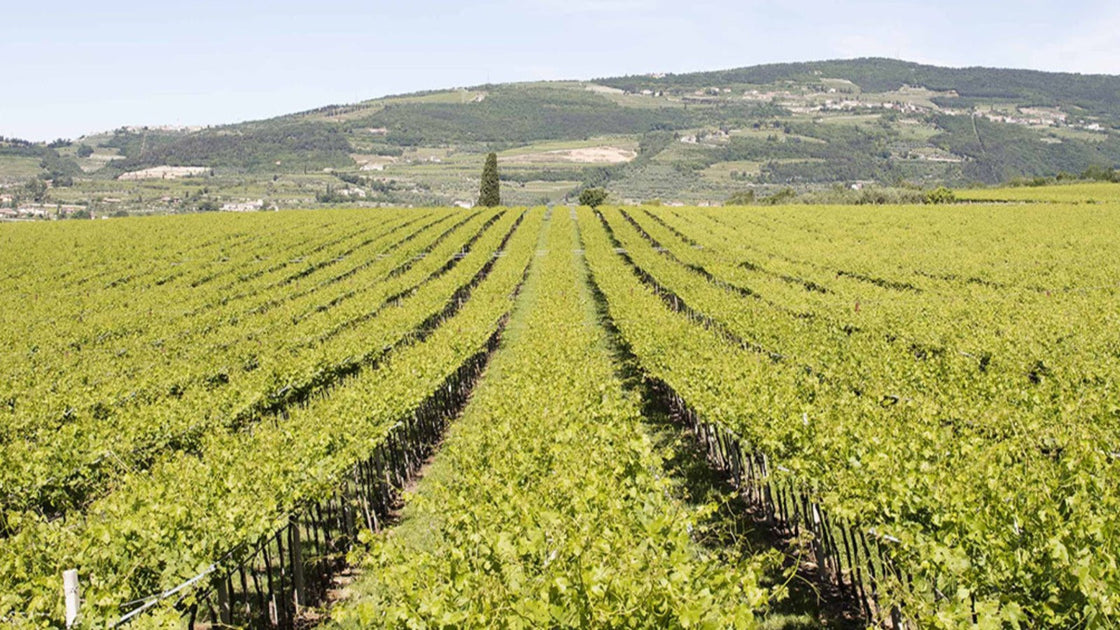 A História da Vinícola Antichello: Tradição e Paixão Italiana em Cada Taça