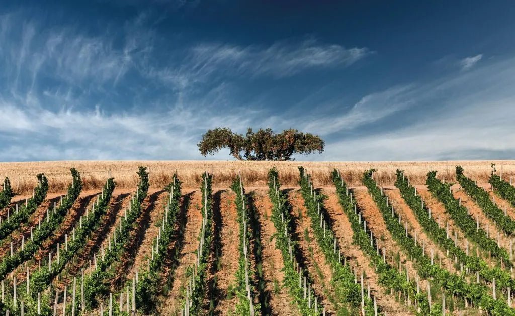 Explorando a Riqueza Vinícola do Alentejo: O Tesouro dos Vinhos Portugueses - Vinsel Vinhos