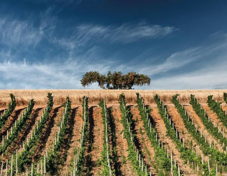 Explorando a Riqueza Vinícola do Alentejo: O Tesouro dos Vinhos Portugueses