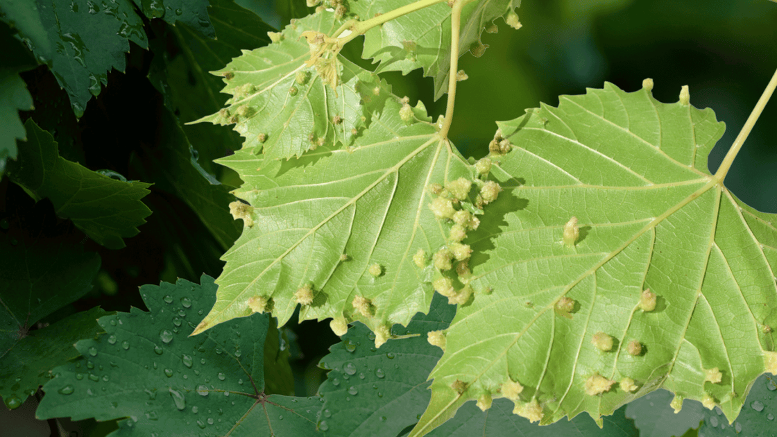 A Intrigante Relação entre a Filoxera e a Carmenère: Uma História de Sobrevivência e Renascimento - Vinsel Vinhos