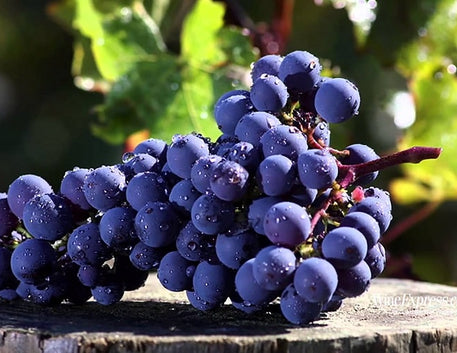 Dia da Cabernet Sauvignon: Um Brinde à Rainha das Uvas Tintas