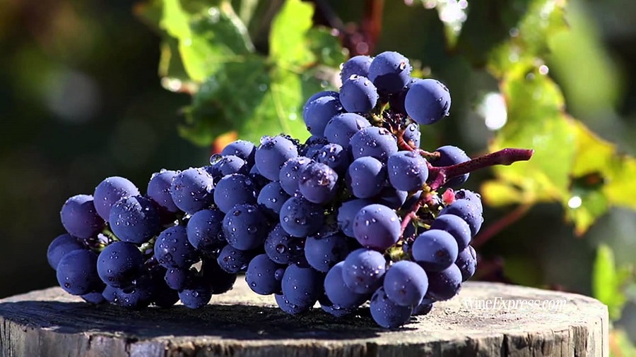 Dia da Cabernet Sauvignon: Um Brinde à Rainha das Uvas Tintas