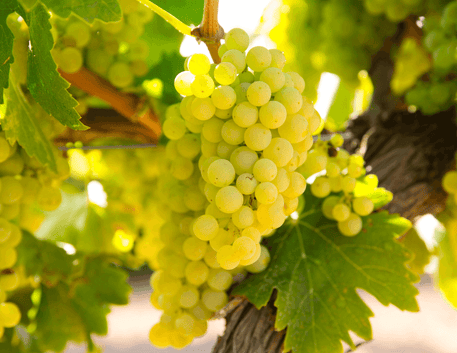 O Vinho Chardonnay: Uma Jornada Através da Versatilidade e Elegância - Vinsel Vinhos