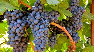 Tannat: Descubra a Uva Famosa pelos Taninos - Vinsel Vinhos