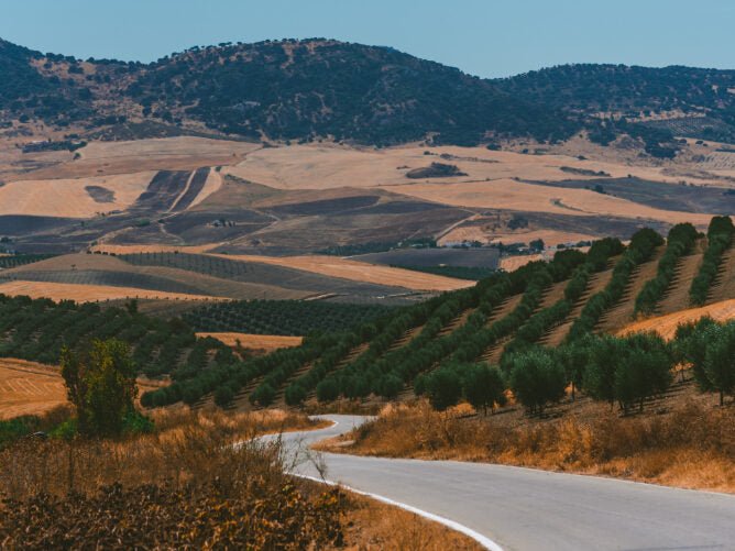 Explorando os Sabores Autênticos do Alentejo: Vinhos e Azeites de Excelência - Vinsel Vinhos