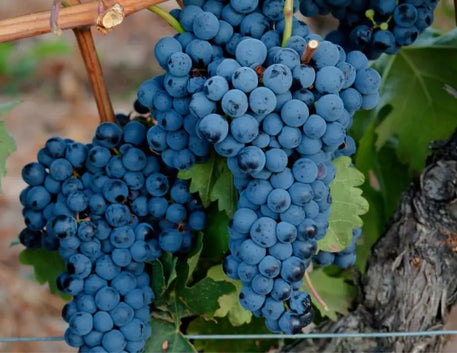 Um brinde à Tempranillo: o sabor da Espanha que conquistou o mundo