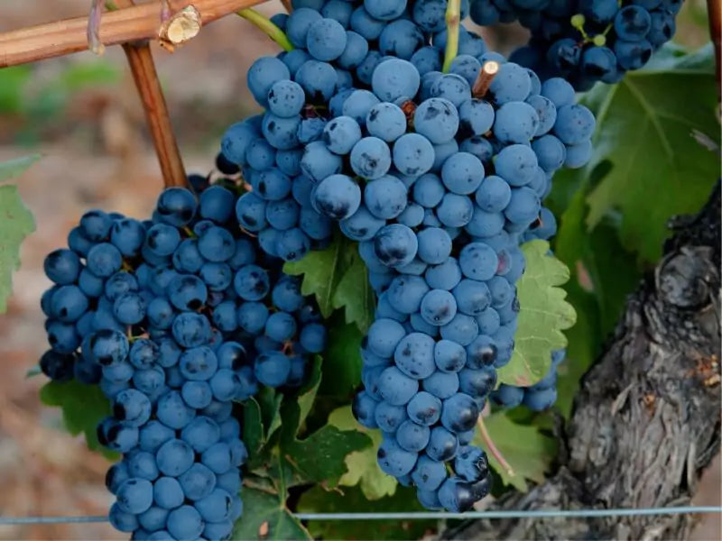 Um brinde à Tempranillo: o sabor da Espanha que conquistou o mundo
