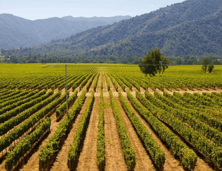 Explorando o Encanto do Vale do Maipo: Destino Vinícola Premium Próximo a Santiago - Vinsel Vinhos