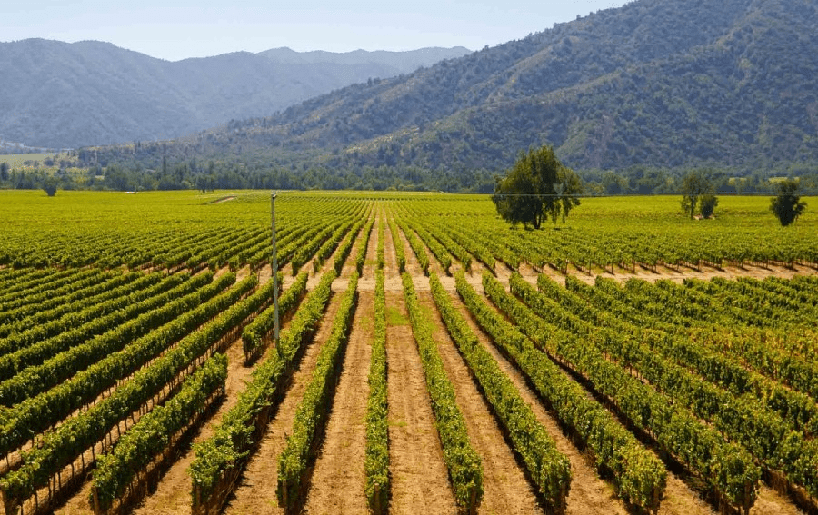 Explorando o Encanto do Vale do Maipo: Destino Vinícola Premium Próximo a Santiago - Vinsel Vinhos