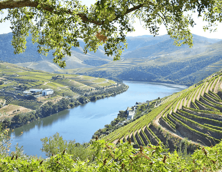 Vinhos de Portugal: Explorando Tradição, Regiões e Sabores Únicos - Vinsel Vinhos