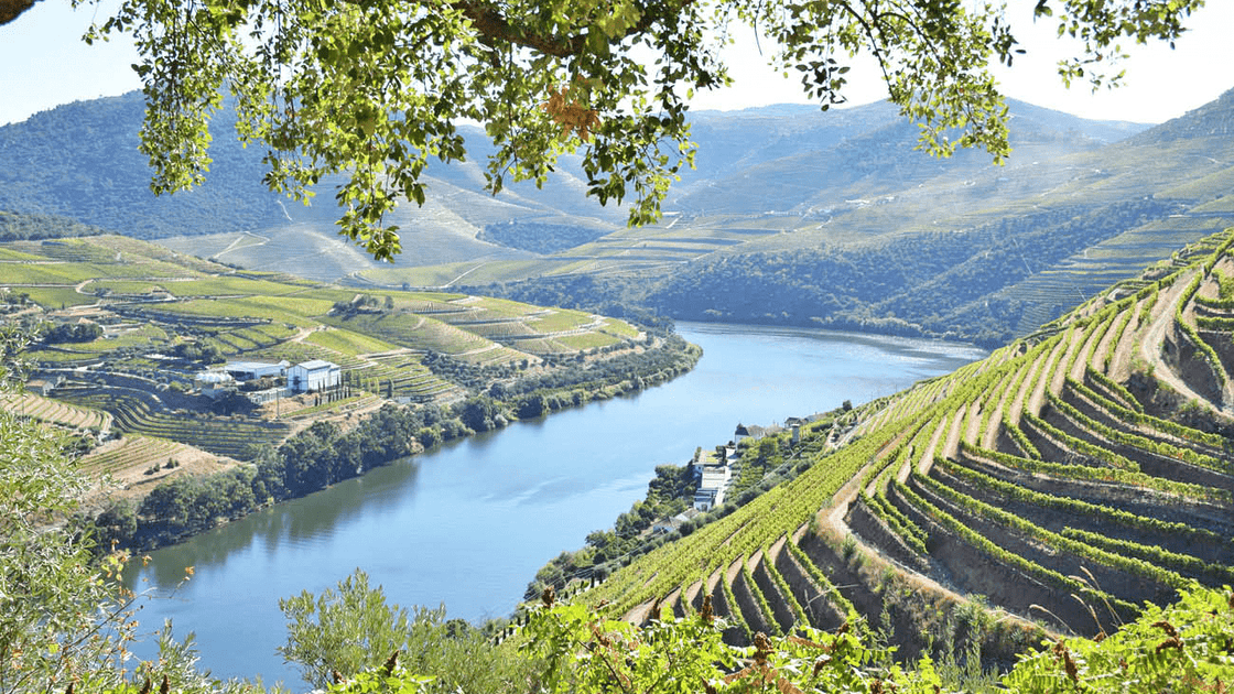 Vinhos de Portugal: Explorando Tradição, Regiões e Sabores Únicos - Vinsel Vinhos