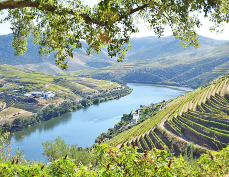 Vinhos de Portugal: Explorando Tradição, Regiões e Sabores Únicos