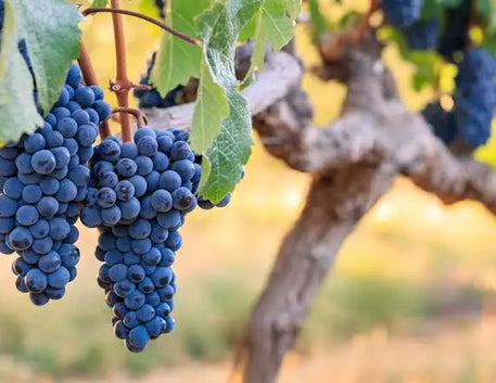 Cabernet Franc: a uva elegante que merece lugar na sua taça
