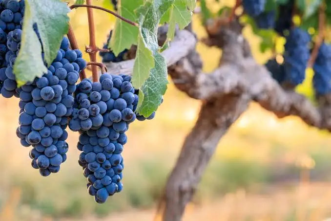Cabernet Franc: a uva elegante que merece lugar na sua taça