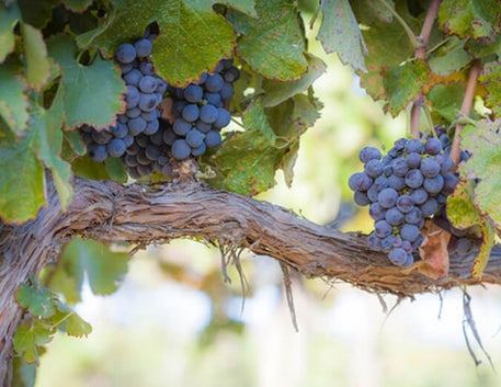 Tudo o Que Você Precisa Saber Sobre a Uva Pinot Noir