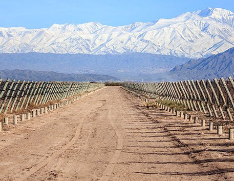 A Magnífica Região de Mendoza e a Notoriedade do Malbec Argentino - Vinsel Vinhos