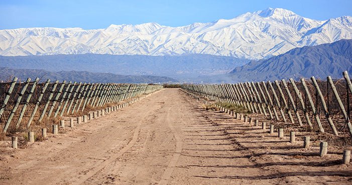 A Magnífica Região de Mendoza e a Notoriedade do Malbec Argentino - Vinsel Vinhos