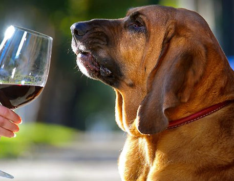 Vinho e Animais: Uma Combinação Surpreendente de Amor e Cultura - Vinsel Vinhos