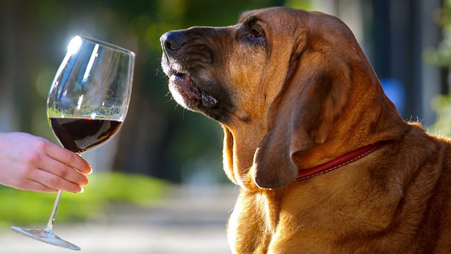 Vinho e Animais: Uma Combinação Surpreendente de Amor e Cultura - Vinsel Vinhos