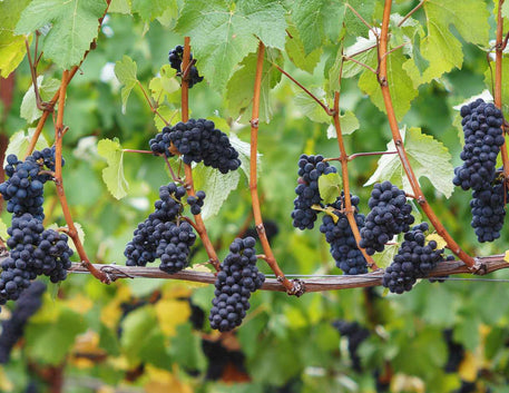 Pinot Noir: A Elegância em Forma de Vinho