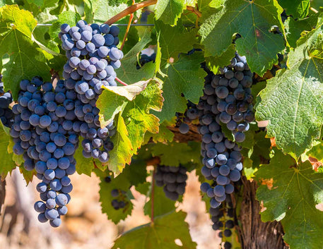 Dia da Uva Pinotage: O Orgulho da África do Sul em Cada Taça