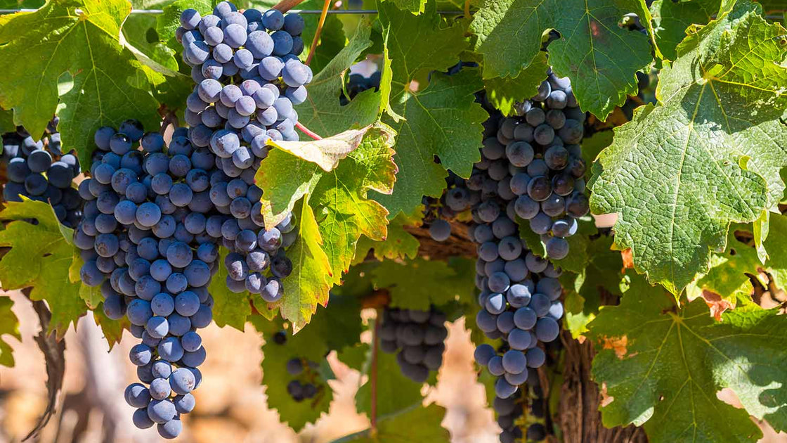 Dia da Uva Pinotage: O Orgulho da África do Sul em Cada Taça